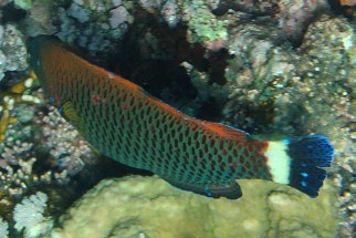 Pseudodax moluccanus - Meißelzahn-Lippfisch (Meißelzahn-Junker)